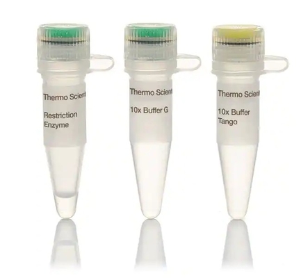 Schnelles biochemisches Reagens CER DNA-Verdauungs-5-15 Min Enzyme BsaI genehmigte