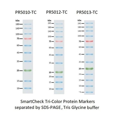 III 12-190KDa Prestained Protein-Markierungs-Leiter für Gel-Elektrophorese