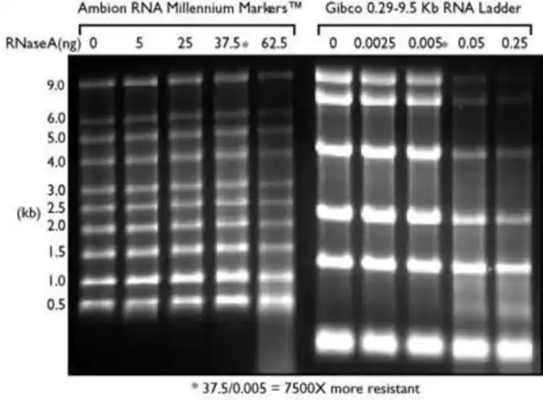 SsRNA-Leiter des unteren Bereichs und RNS Markierung, Formamid RNS Leiter 0.125-6.0Kb