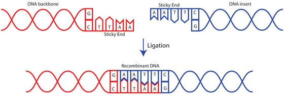 Forschung benutzen schnelles biochemisches Reagens DNA-T4 Ligase-400 U/UL