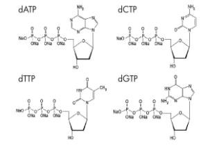 Biochemisches Reagens 100 Millimeter DNTP stellte Lösung DATP DCTP DTTP DGTP ein